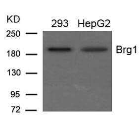 Western blot - Brg1 Antibody from Signalway Antibody (21662) - Antibodies.com