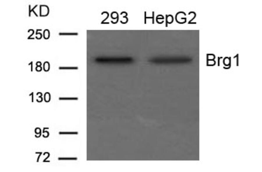 Western blot - Brg1 Antibody from Signalway Antibody (21662) - Antibodies.com