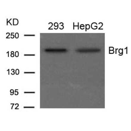 Western blot - Brg1 Antibody from Signalway Antibody (21662) - Antibodies.com