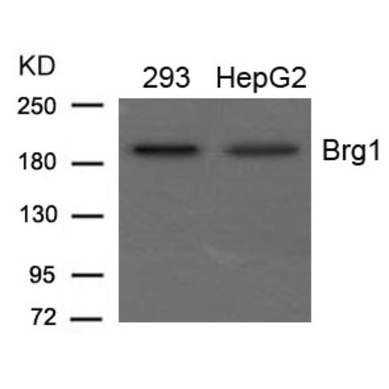 Western blot - Brg1 Antibody from Signalway Antibody (21662) - Antibodies.com