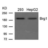 Western blot - Brg1 Antibody from Signalway Antibody (21662) - Antibodies.com