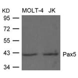 Western blot - Pax5 Antibody from Signalway Antibody (21663) - Antibodies.com