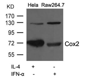 Western blot - Cox2 Antibody from Signalway Antibody (21679) - Antibodies.com