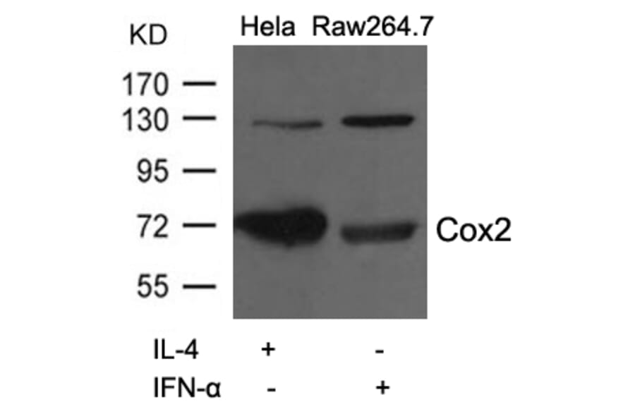Western blot - Cox2 Antibody from Signalway Antibody (21679) - Antibodies.com