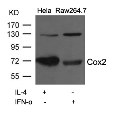 Western blot - Cox2 Antibody from Signalway Antibody (21679) - Antibodies.com