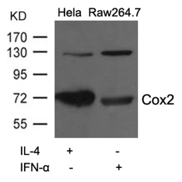 Western blot - Cox2 Antibody from Signalway Antibody (21679) - Antibodies.com