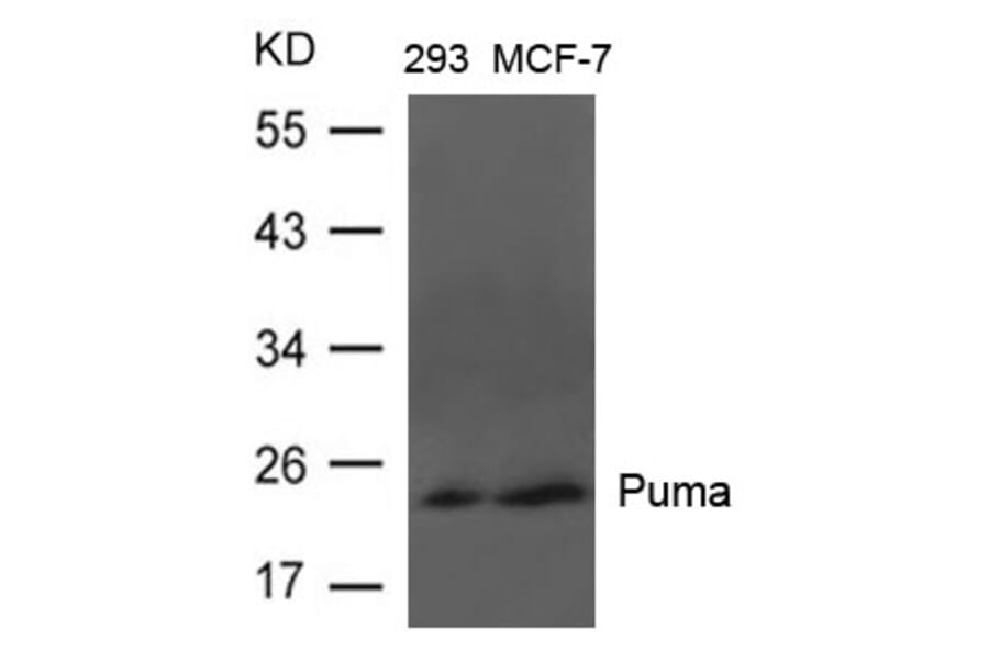Western blot - Puma Antibody from Signalway Antibody (21688) - Antibodies.com