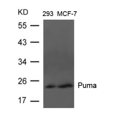 Western blot - Puma Antibody from Signalway Antibody (21688) - Antibodies.com