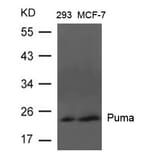 Western blot - Puma Antibody from Signalway Antibody (21688) - Antibodies.com
