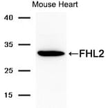 Western blot - FHL2 Antibody from Signalway Antibody (21692) - Antibodies.com