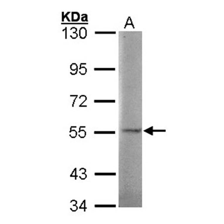SGSH antibody from Signalway Antibody (22031) - Antibodies.com