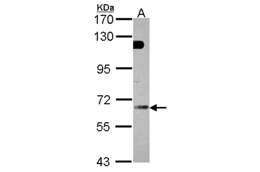 GBP5 antibody from Signalway Antibody (22085) - Antibodies.com