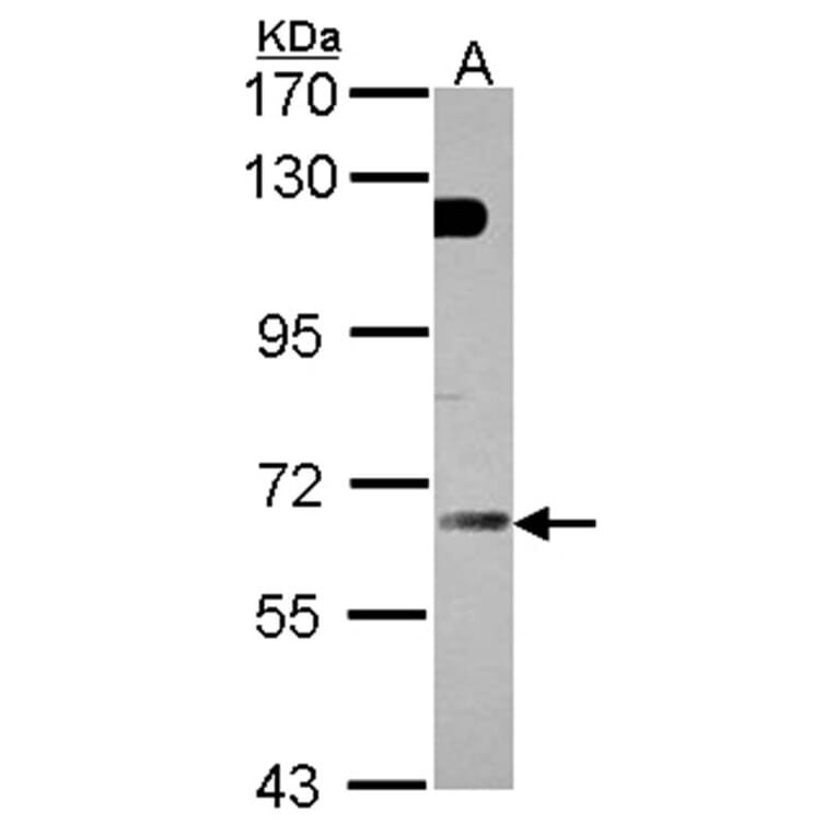 GBP5 antibody from Signalway Antibody (22085) - Antibodies.com