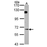 GBP5 antibody from Signalway Antibody (22085) - Antibodies.com