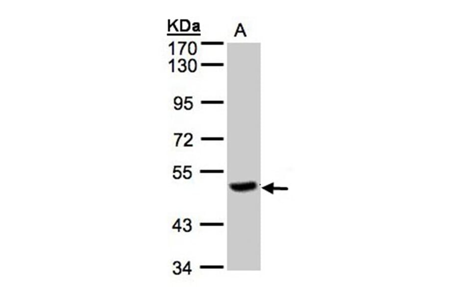 PGCP antibody from Signalway Antibody (22111) - Antibodies.com