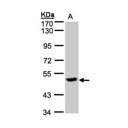 PGCP antibody from Signalway Antibody (22111) - Antibodies.com