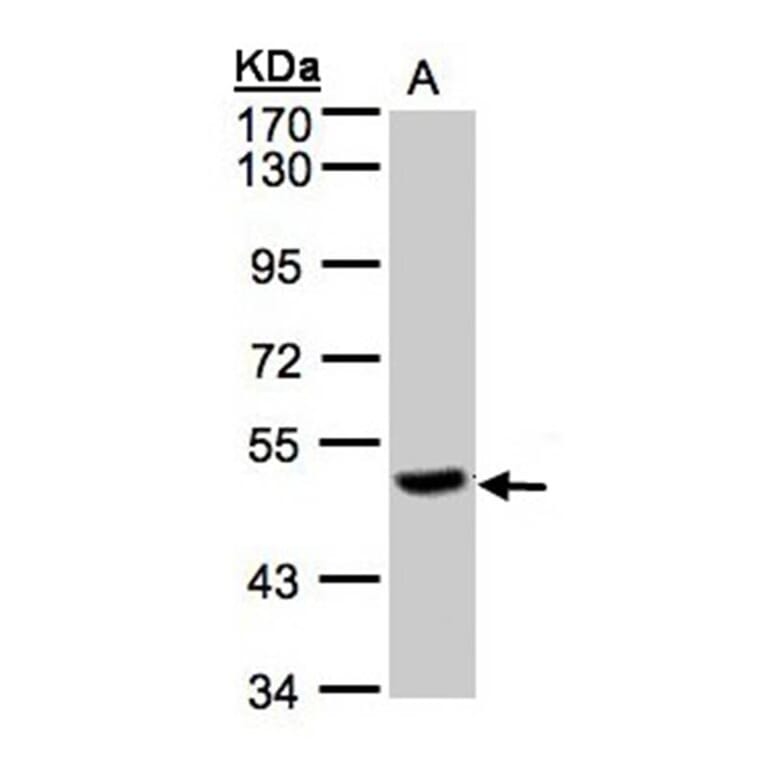 PGCP antibody from Signalway Antibody (22111) - Antibodies.com