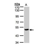 PGCP antibody from Signalway Antibody (22111) - Antibodies.com