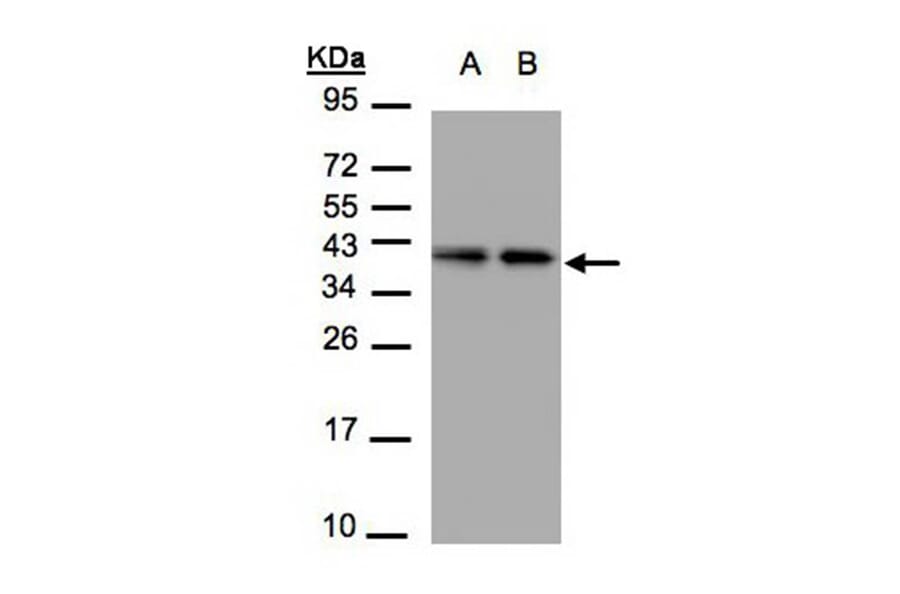 TBCC antibody from Signalway Antibody (22130) - Antibodies.com
