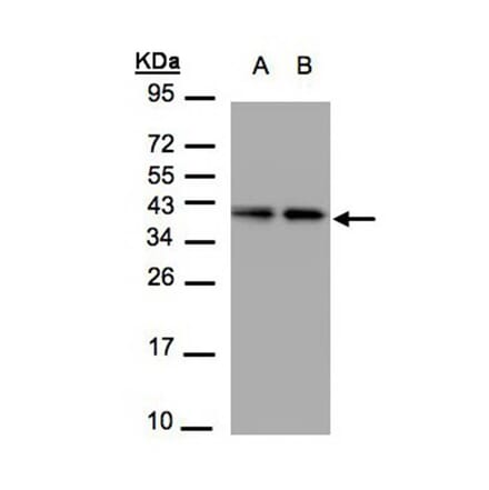 TBCC antibody from Signalway Antibody (22130) - Antibodies.com