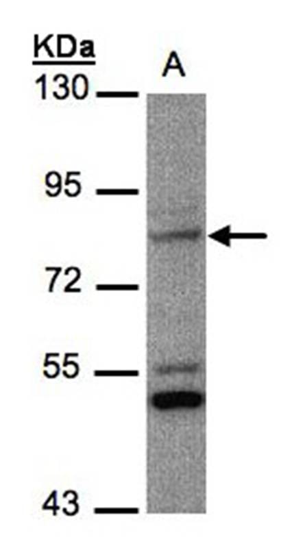 Sample (30 µg whole cell lysate) MOLT4 7.5% SDS PAGE Primary antibody diluted at 1: 1000