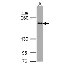 PASK antibody from Signalway Antibody (22236) - Antibodies.com