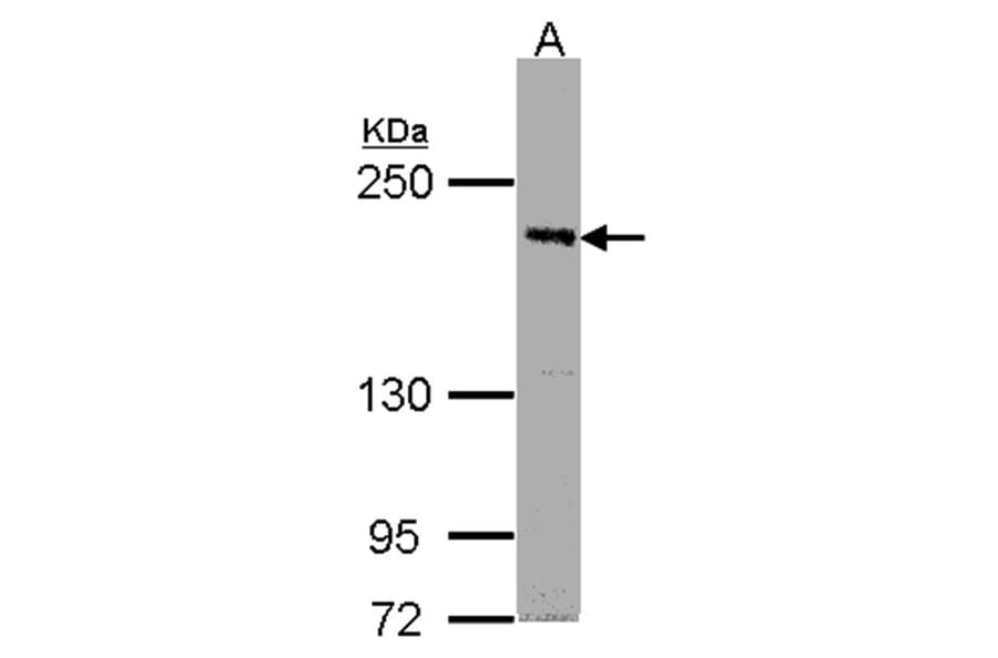 PASK antibody from Signalway Antibody (22236) - Antibodies.com