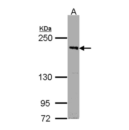 PASK antibody from Signalway Antibody (22236) - Antibodies.com