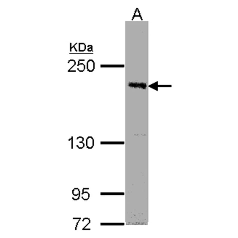 PASK antibody from Signalway Antibody (22236) - Antibodies.com