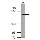 PASK antibody from Signalway Antibody (22236) - Antibodies.com