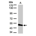 CPVL antibody from Signalway Antibody (22265) - Antibodies.com