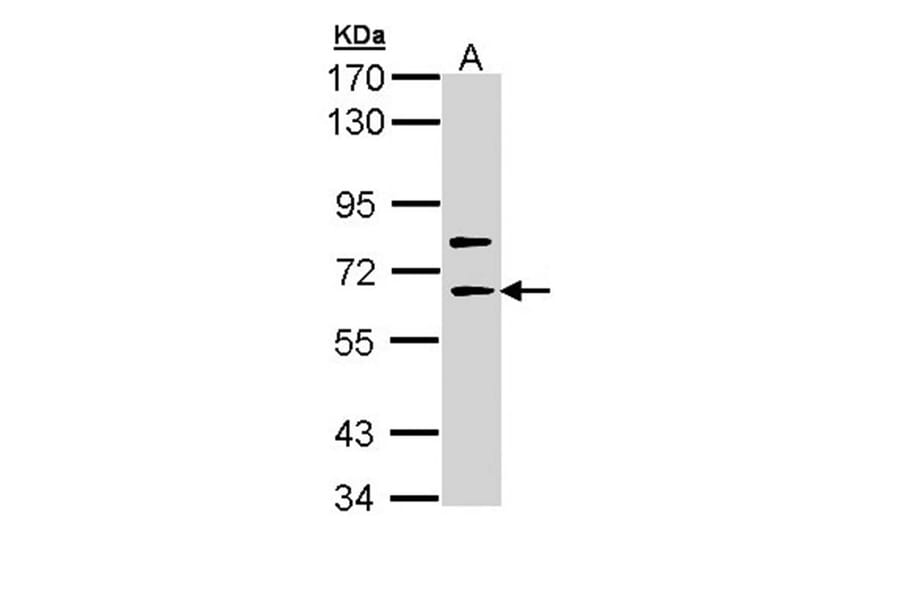 SHC4 antibody from Signalway Antibody (22280) - Antibodies.com