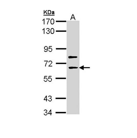 SHC4 antibody from Signalway Antibody (22280) - Antibodies.com