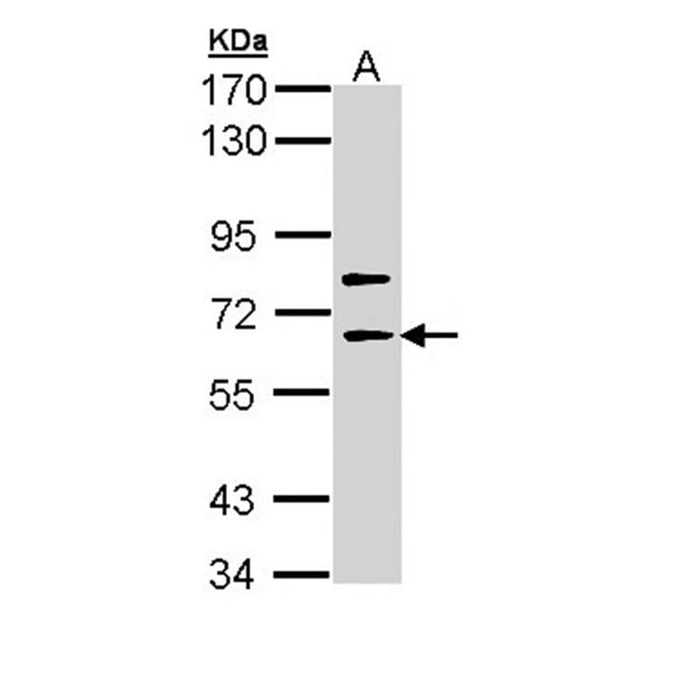 SHC4 antibody from Signalway Antibody (22280) - Antibodies.com