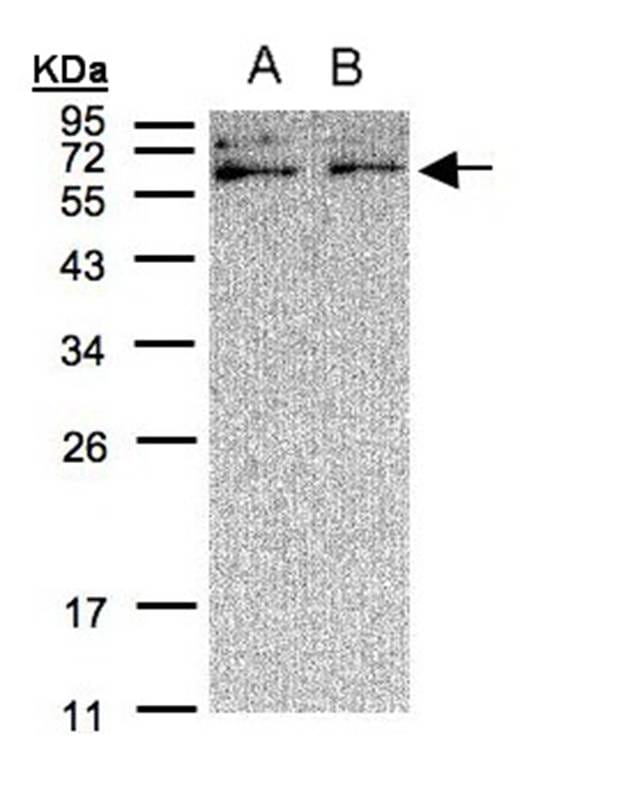 Sample (30 µg of whole cell lysate) A431B: H129912% SDS PAGE Primary antibody diluted at 1: 500