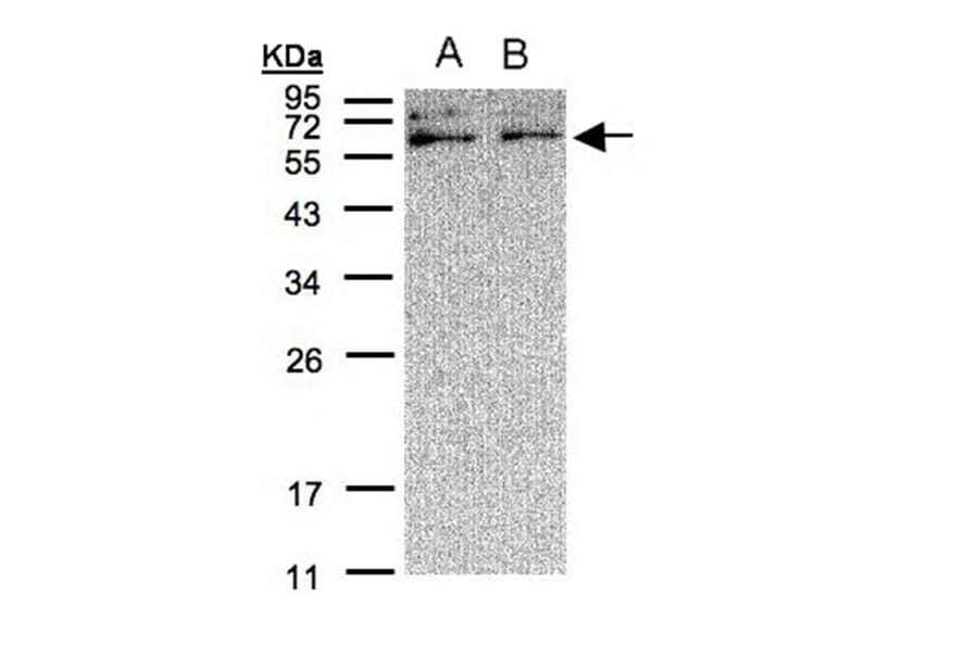 XYLB antibody from Signalway Antibody (22282) - Antibodies.com