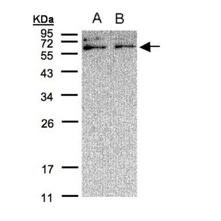 XYLB antibody from Signalway Antibody (22282) - Antibodies.com