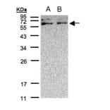 XYLB antibody from Signalway Antibody (22282) - Antibodies.com