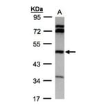 BHMT antibody from Signalway Antibody (22304) - Antibodies.com