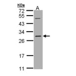 RALB antibody from Signalway Antibody (22306) - Antibodies.com