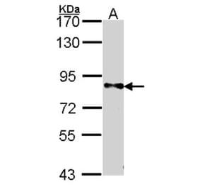 DPYD antibody from Signalway Antibody (22317) - Antibodies.com