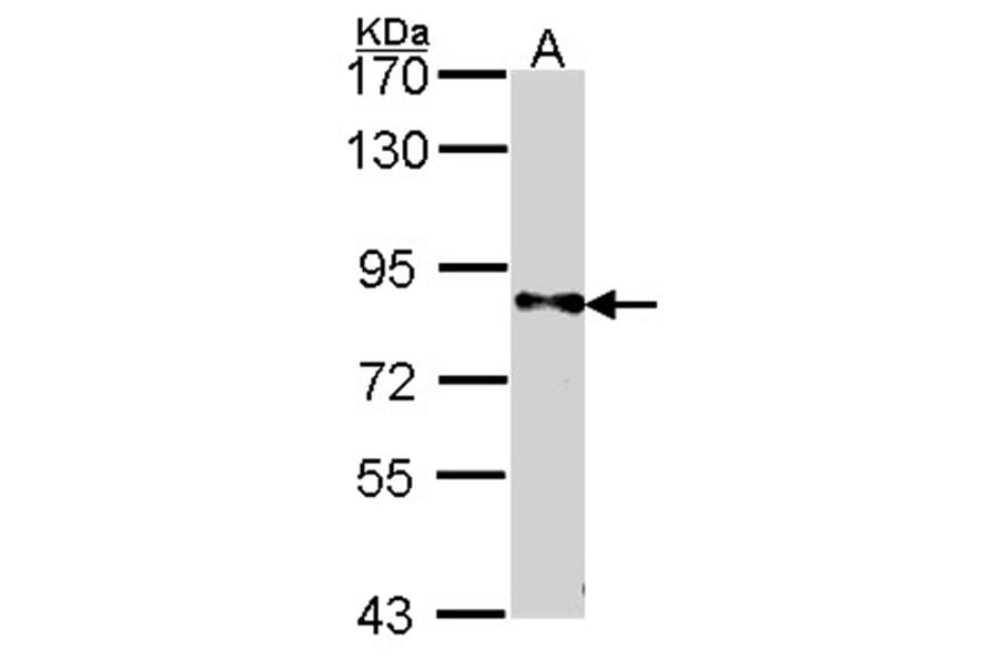 DPYD antibody from Signalway Antibody (22317) - Antibodies.com