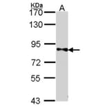 DPYD antibody from Signalway Antibody (22317) - Antibodies.com