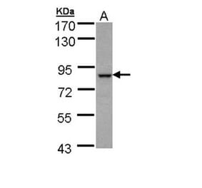 BBS7 antibody from Signalway Antibody (22359) - Antibodies.com