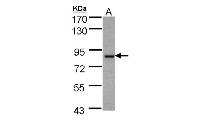 BBS7 antibody from Signalway Antibody (22359) - Antibodies.com