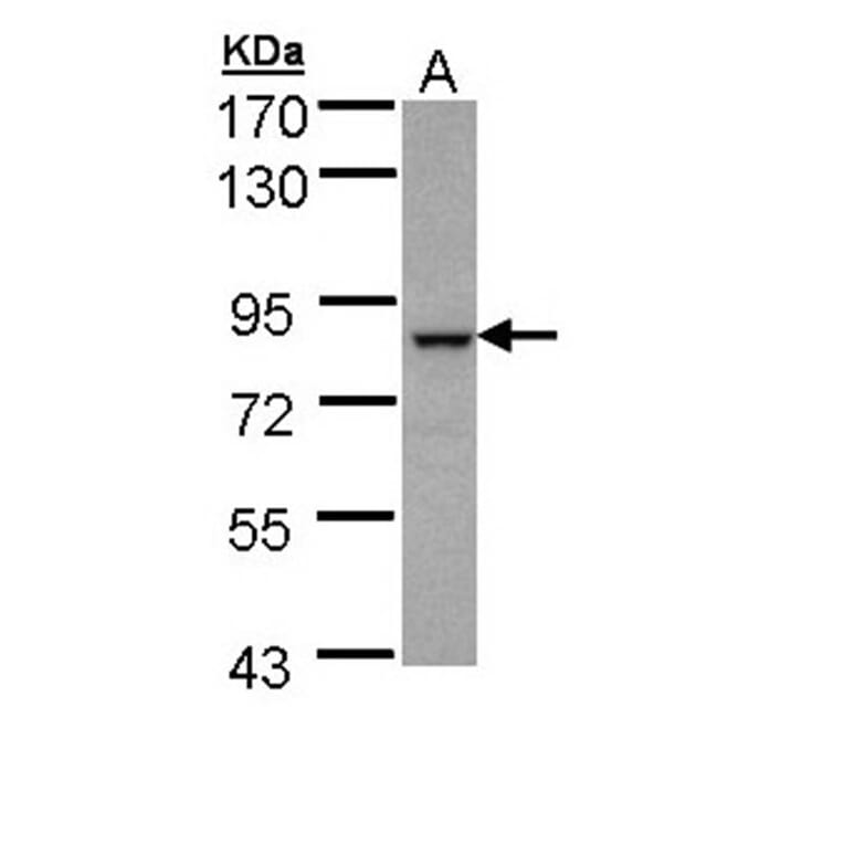 BBS7 antibody from Signalway Antibody (22359) - Antibodies.com