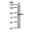 BBS7 antibody from Signalway Antibody (22359) - Antibodies.com
