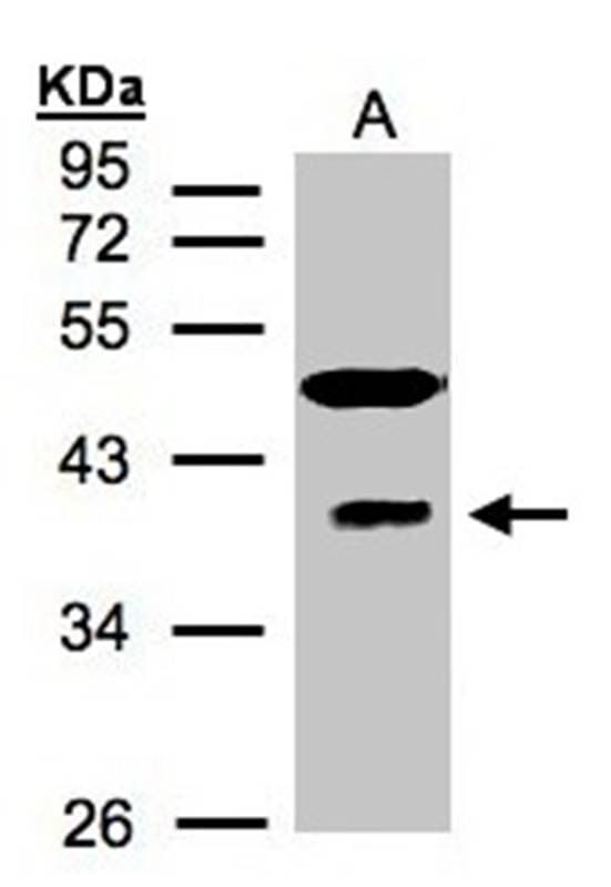 Sample (30 µg of whole cell lysate) HeLa S312% SDS PAGE Primary antibody diluted at 1: 1500