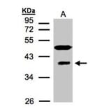 RAE1 antibody from Signalway Antibody (22381) - Antibodies.com