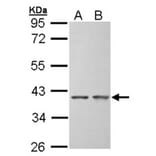 SGTA antibody from Signalway Antibody (22393) - Antibodies.com